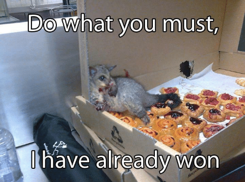 possum.png